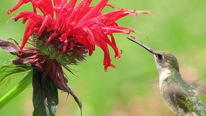 Image of 'Jacob Cline' monarda. 