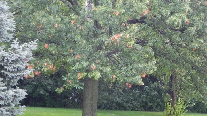 Picture of oak twig girdler damage in oak tree.