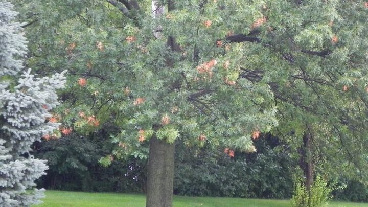 Picture of Oak Twig Girdler damage in Oak.