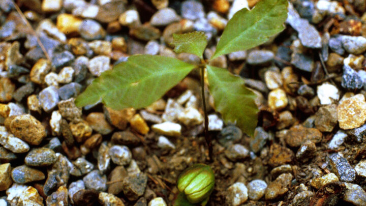 Picture of Oak Seedling.