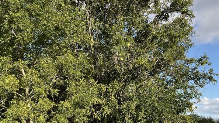 Picture of a hedge apple or osage-orange tree.