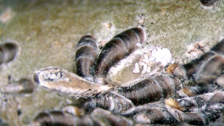 Picture of Oystershell Scale on Bugwood tree.