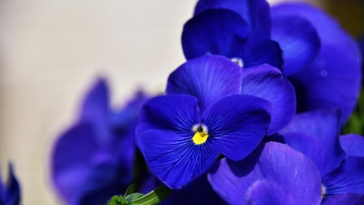 Picture of deep blue pansy.