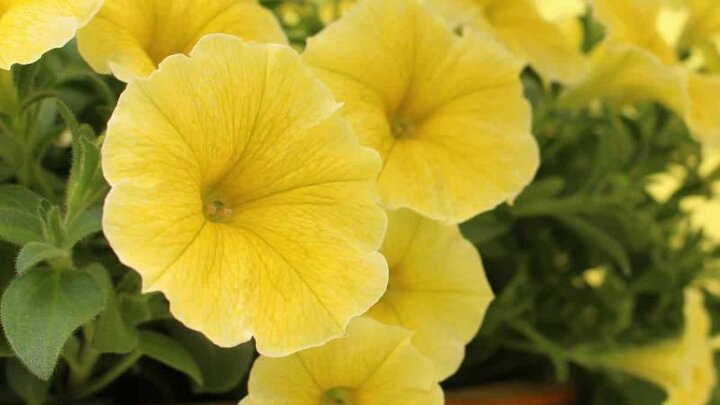 Image of 'Bee's Knees' petunia.