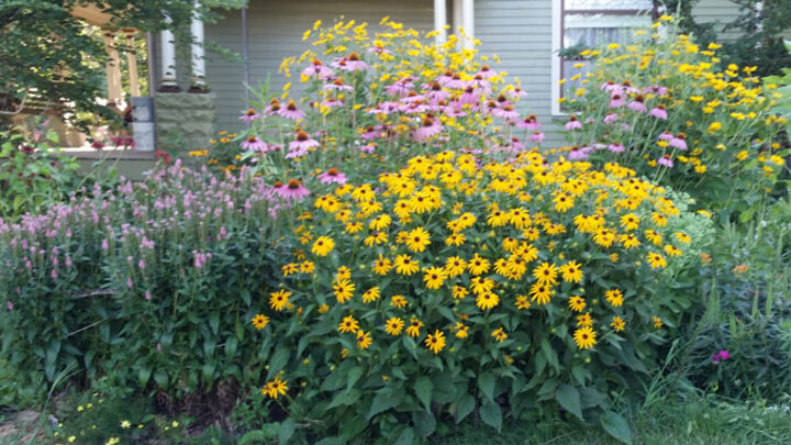 Picture of Perennial Garden.