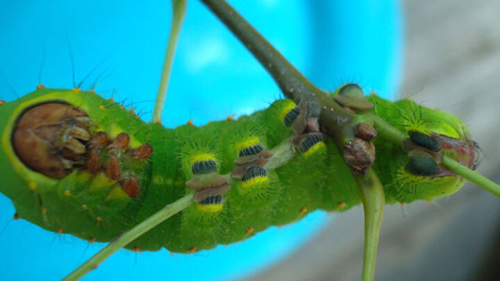 Image of a Polyphemus moth larvae. 