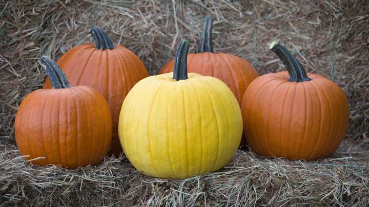 Picture of 'Mellow Yellow' pumpkins.