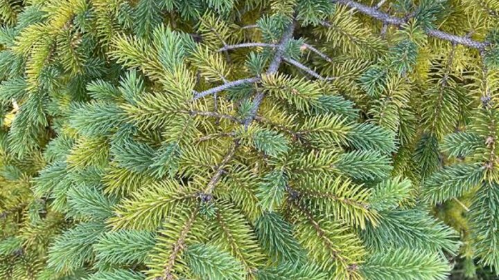 Picture of Purcell spruce deficiency symptoms.