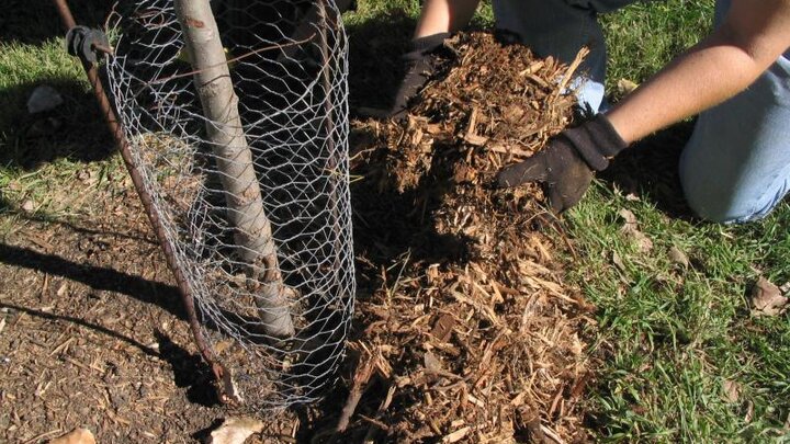 Image of mulch being applied around the base of a newly planted tree. 