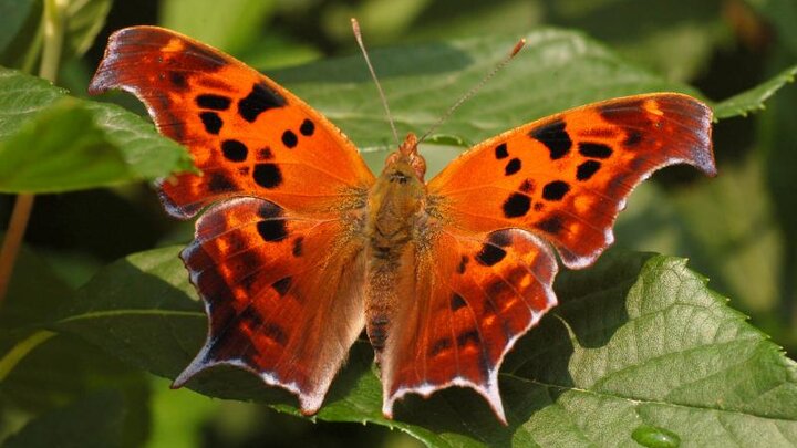 Picture of a Polygonia interrogationis butterfly