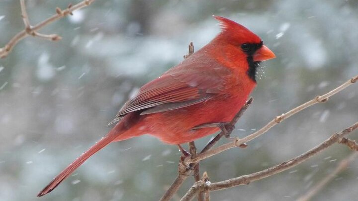 Picture of male red cardinal.