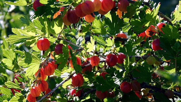 Picture of red gooseberries. 