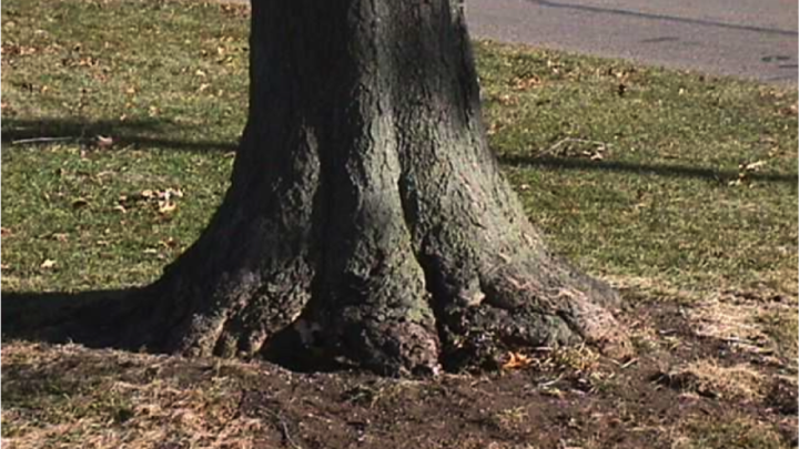 Picture of root flare.