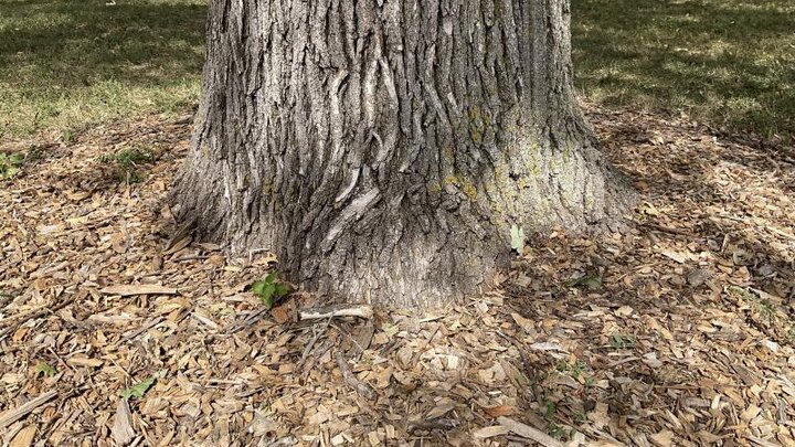 Image of a good root flare. 