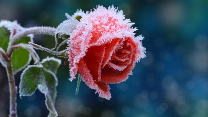 Pink rose in bloom with frost.