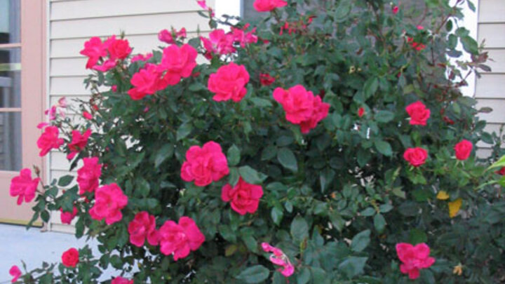 Picture of Red Shrub Roses