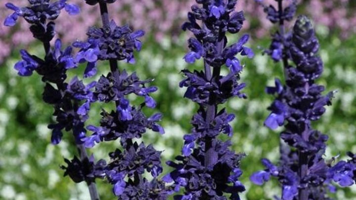 Picture of 'Big Blue' Leads the flower pack - Colorado Flower Trails Top Performer