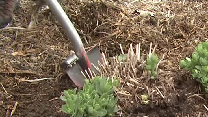  Perennials needing division often develop a dead spot in the middle, as with this sedum. Dig up the entire plant, remove the old non-production section of crown, and replant the divisions in new locations. Image from Nebraska Extension Backyard Farmer.