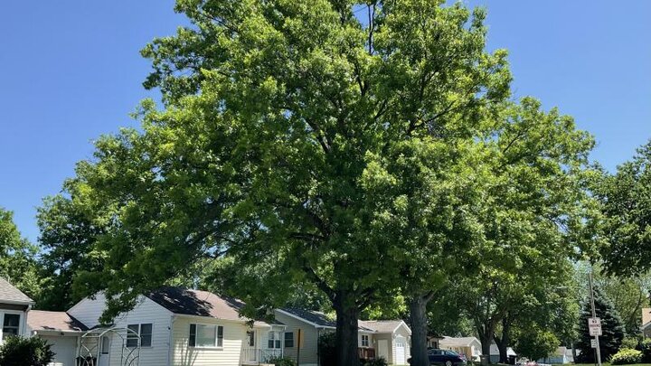 Shade from an Oak Tree