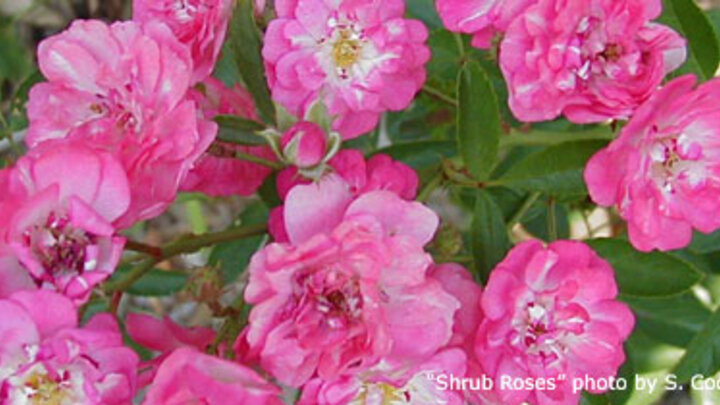 Picture of Shrub Roses