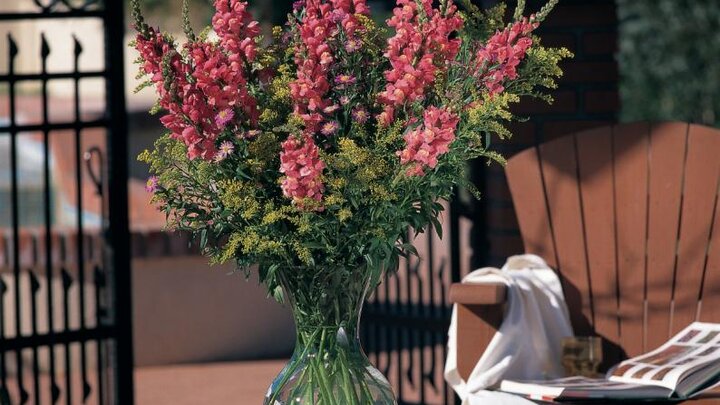 Picture of Snapdragon