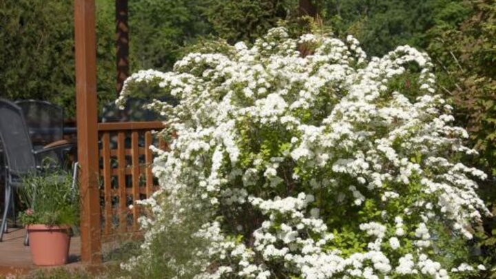 'Firegold' Vanhoutte spirea. Developed by First Editions, Bailey Nursery. Images from the National Garden Bureau