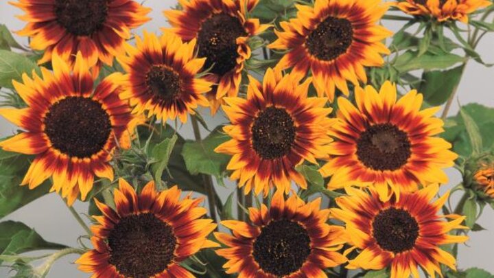 Ring of Fire sunflower, by Garden Trends. Images from the National Garden Bureau.