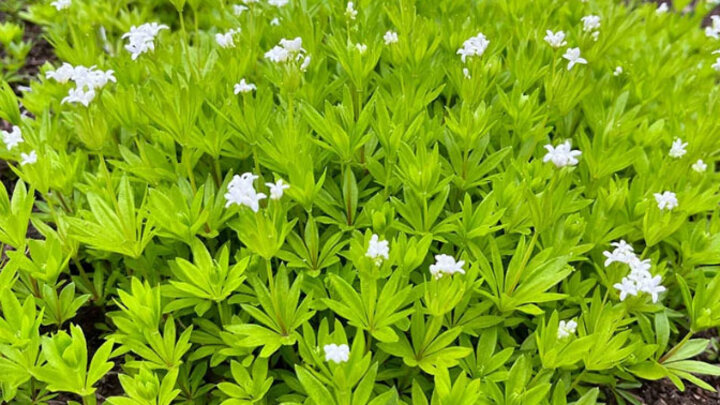 Image of bright green foliage with small white flowers, short profile and spreading wide on the ground