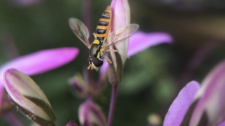 Image of a syrphid fly. 