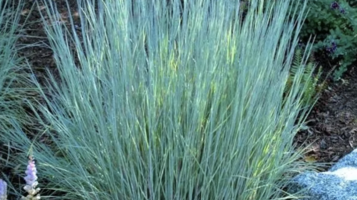 'The Blues' little bluestem. Image from Nature Hills Nursery. 