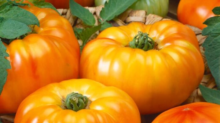 Picture of Tomato-Chefs-Choice-Bi-Color