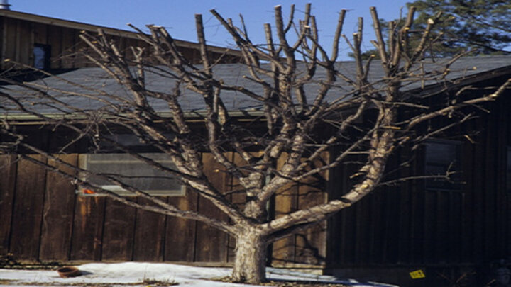 Image of a poorly pruned tree. 