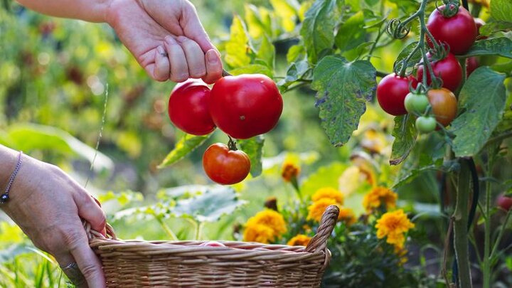 Hand holding 3 tomatoes on a vine over a wicker basket.