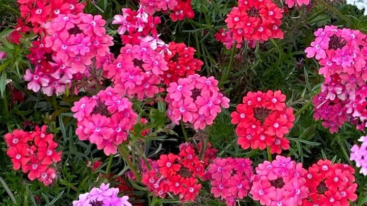 Image of flower Verbena Sweetheart Kisses