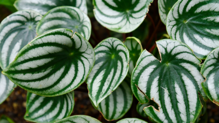 Image of Peperomia argyeia, often called watermelon peperomia. 