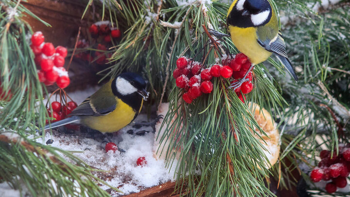 Two birds that are yellow, black and white - eating red berries that are laid on an evergreen branch.