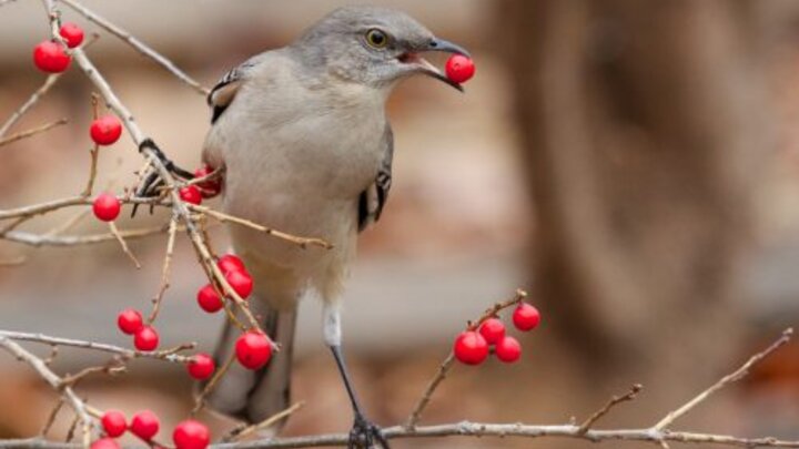 Bird on branch with red berry in its beak.