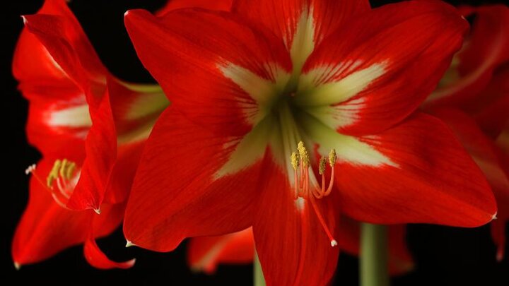 Image of a red amaryllis flower. 