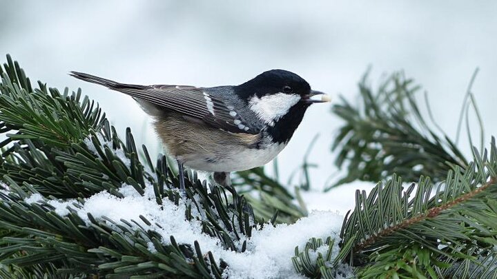 Picture of bird in recycled Christmas tree outside.