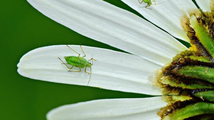 Image of green aphids on flower petals. 