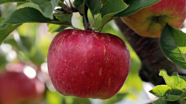 Picture of red apple.