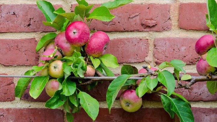 Picture of Espalier: Create Living Art with Form and Function, Choosing Plant Material , 