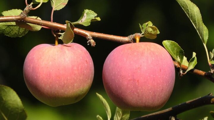 Picture of two apples on tree.