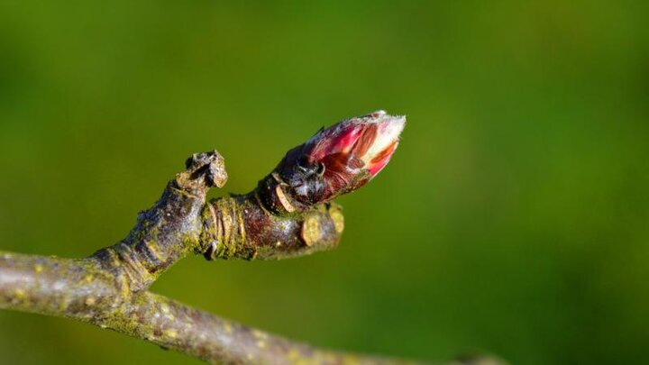 close up of an apple blossom on a small branch