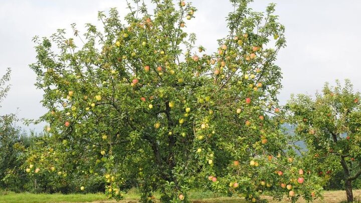 Picture of Apple Tree.