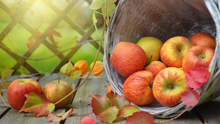 Picture of apples in basket.