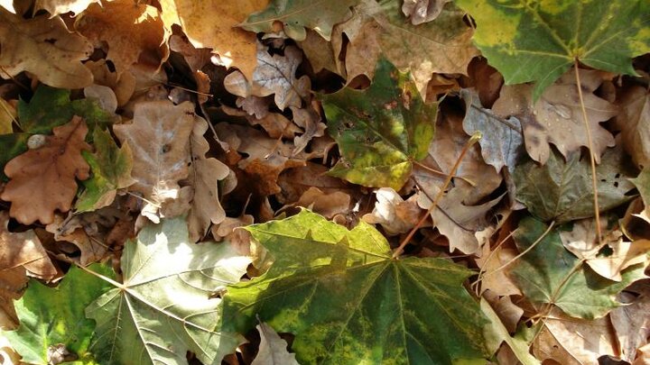 Close up of a pile of fall leaves. Some brown, green, yellow.