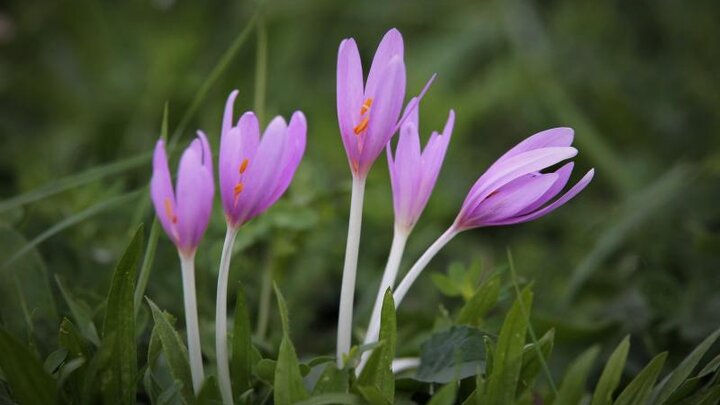 Image of autumn crocus, Colchicum autumnale. 