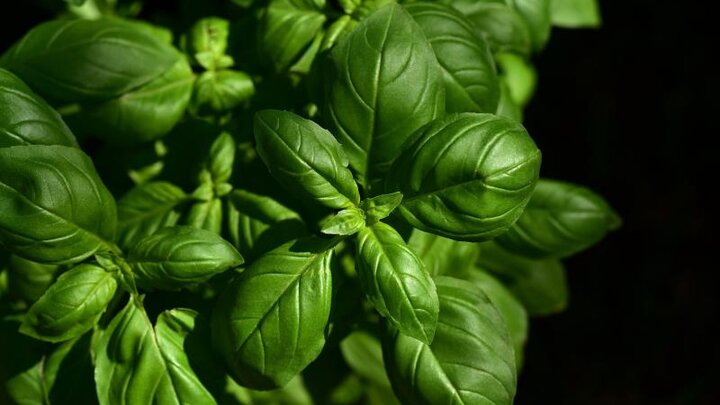 Picture of the herb basil.