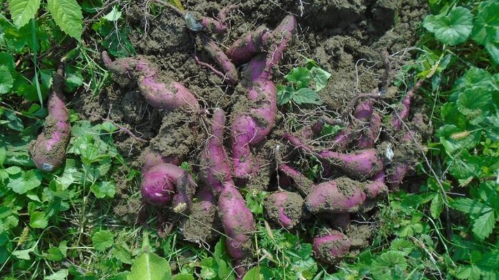 Picture of purple skin sweet potatoes.